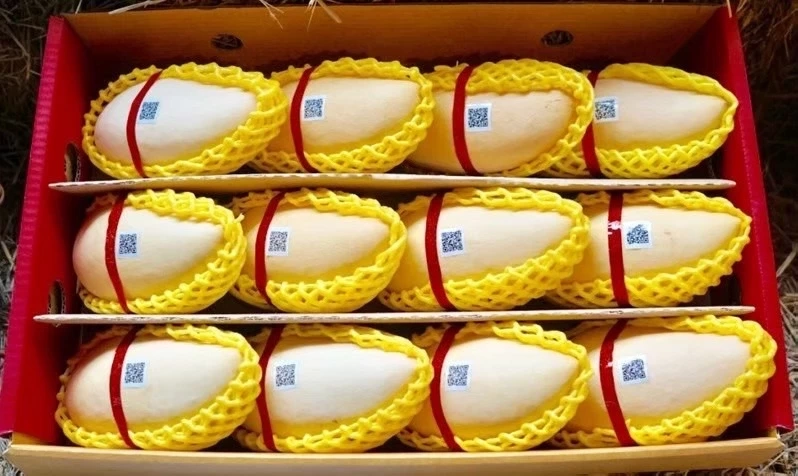 มะม่วงน้ำดอกไม้สีทอง จ.พิษณุโลก 