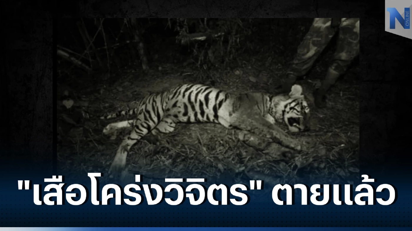 สุดเศร้า สิ้น "เสือโคร่งวิจิตร" เสือโคร่งหนุ่มจากห้วยขาแข้ง พบบาดแผลเต็มตัว