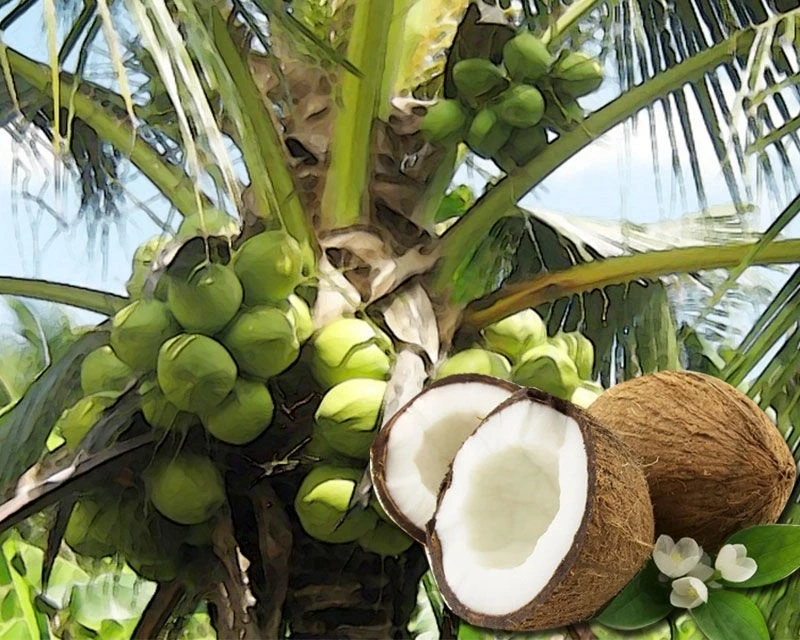 น้ำมะพร้าวอ่อน เครื่องดื่มเพื่อสุขภาพจากธรรมชาติ ดีต่อร่างกาย ดีขนาดไหนต้องอ่าน