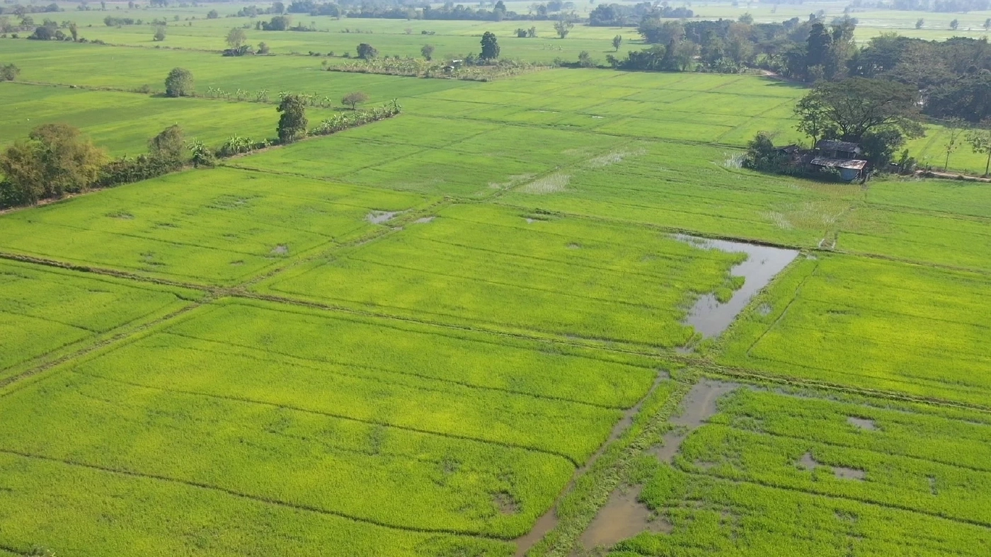 "กระทรวงเกษตรฯ" เสริมเทคโนโลยีแปลงใหญ่ เพิ่มประสิทธิภาพการปลูกข้าว