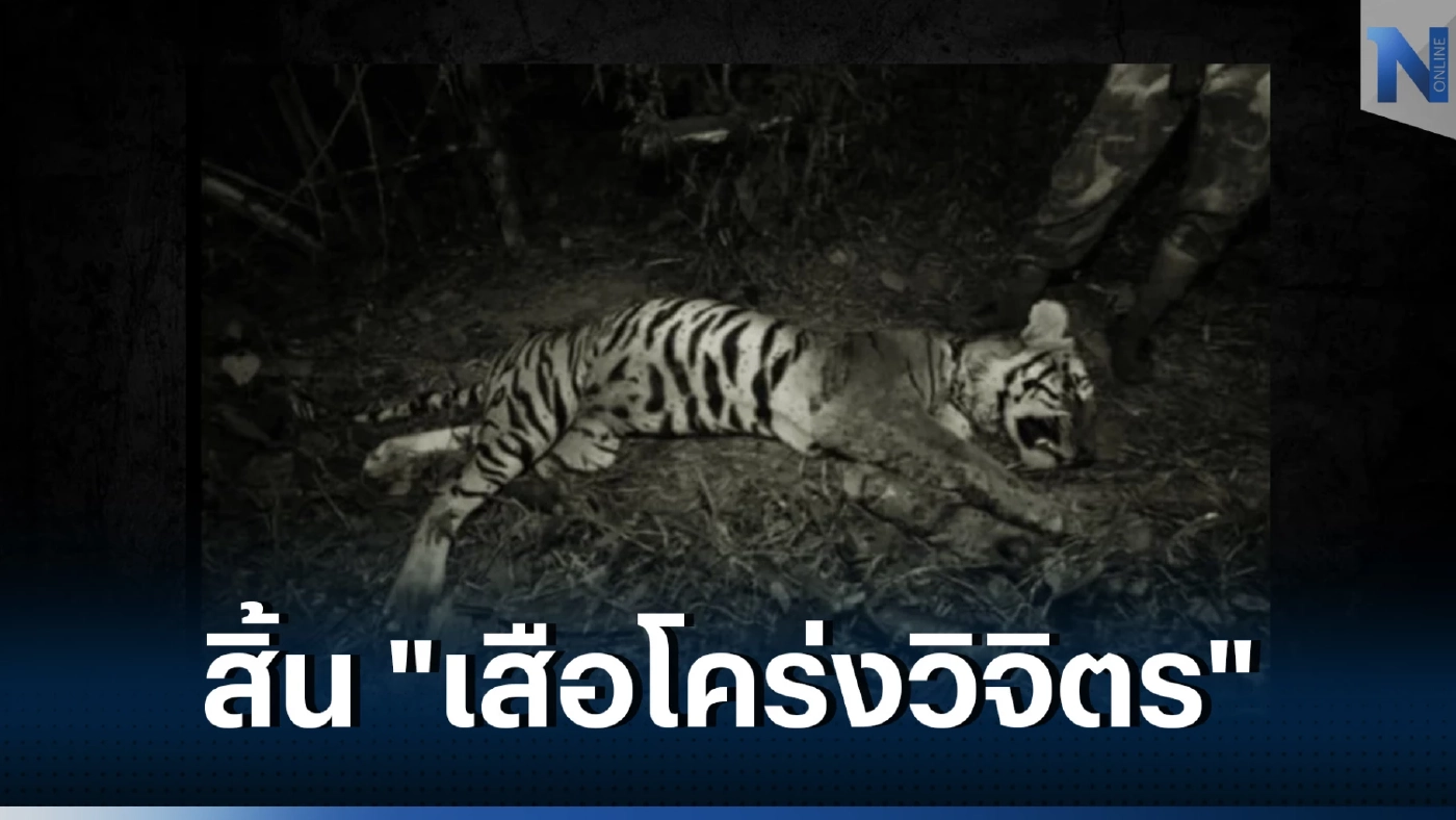 ซากเสือโคร่งวิจิตร (ภาพจาก : เพจ ประชาสัมพันธ์ กรมอุทยานแห่งชาติ สัตว์ป่า และพันธุ์พืช)