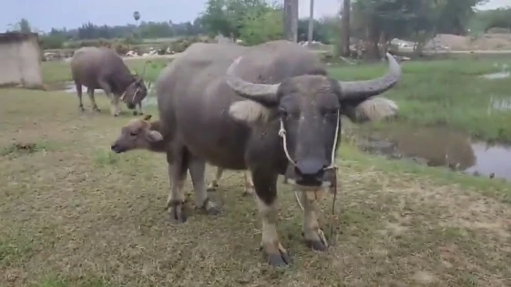 "กรรมการหอการค้าประจวบฯ" มุ่งส่งเสริม เลี้ยงควายไทยเพื่อการอนุรักษ์