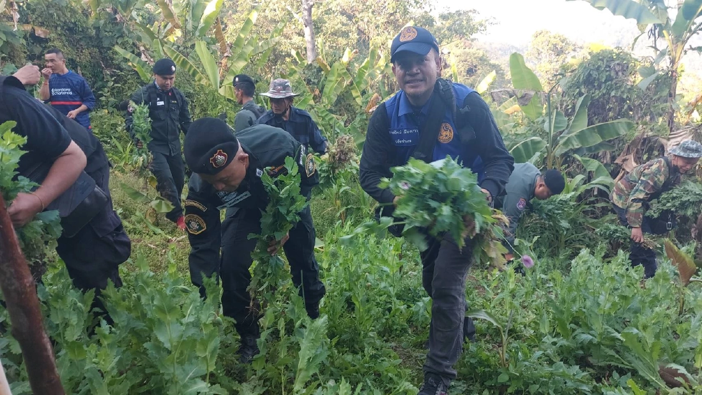 ตชด.บุกทำลายไร่ฝิ่นที่เพชรบูรณ์ ชาวบ้านแอบปลูกในหุบเขาภูทับเบิก