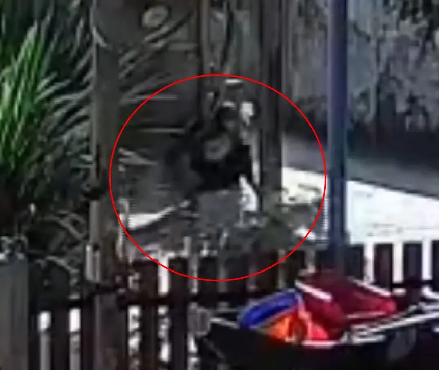 สุนัขพิตบูล 4 ตัว รุมขย้ำคุณยายหูเหวอะ เย็บ 20 เข็ม
