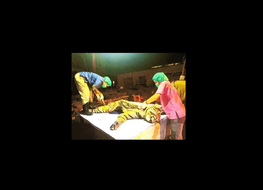 สิ้น "เสือโคร่งวิจิตร" เสือโคร่งหนุ่มจากห้วยขาแข้ง พบบาดแผลเต็มตัว