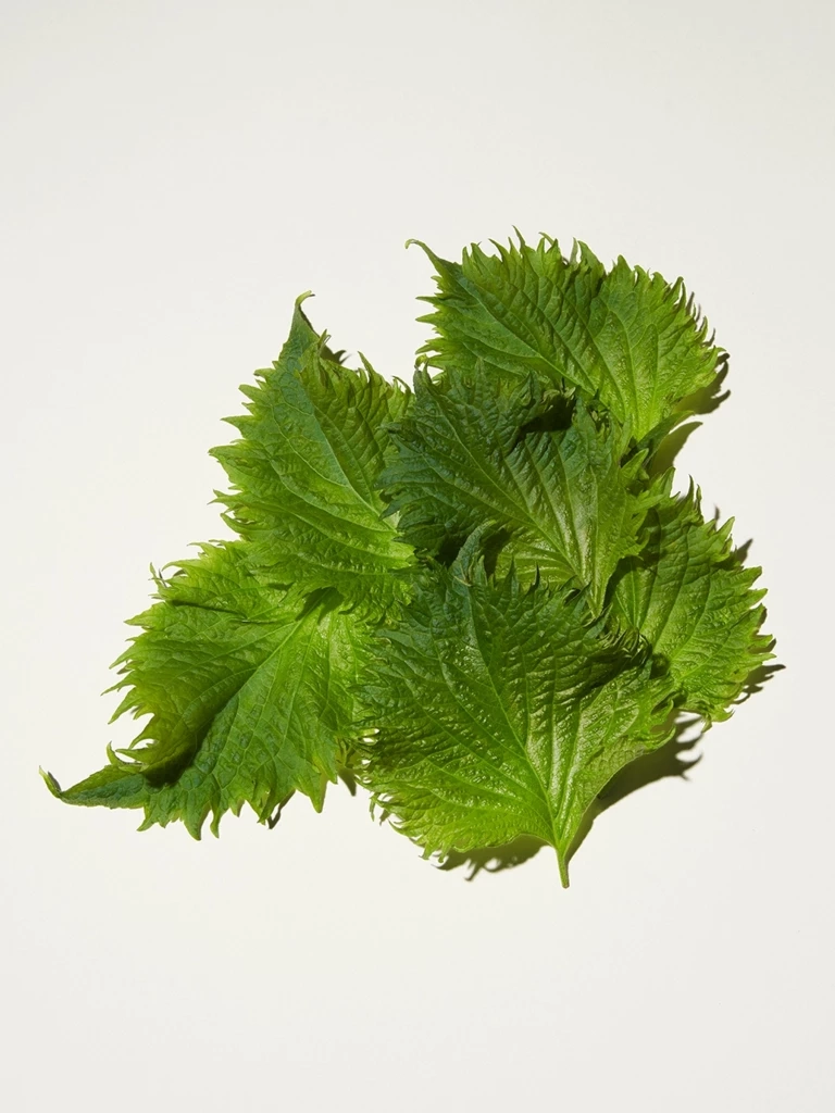 “ชิโซะ” (Shiso) 