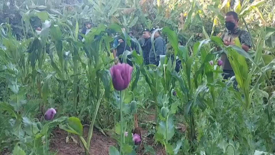 ตชด.บุกทำลายไร่ฝิ่นที่เพชรบูรณ์ ชาวบ้านแอบปลูกในหุบเขาภูทับเบิก