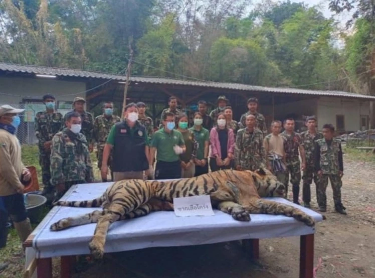 ซากเสือโคร่งวิจิตร (ภาพจาก : เพจ ประชาสัมพันธ์ กรมอุทยานแห่งชาติ สัตว์ป่า และพันธุ์พืช)