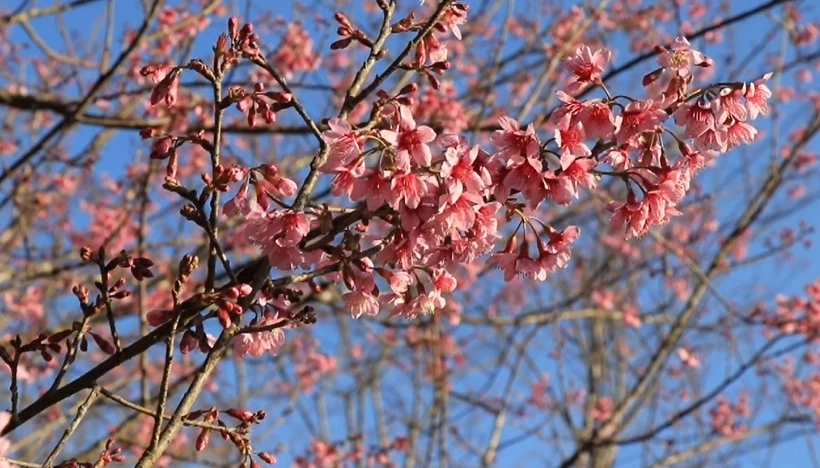 ความสวยงามของ "ดอกนางพญาเสือโคร่ง" ที่บ้านใหม่ร่องกล้า