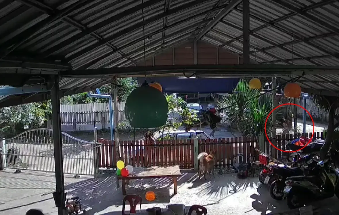 สุนัขพิตบูล 4 ตัว รุมขย้ำคุณยายหูเหวอะ เย็บ 20 เข็ม