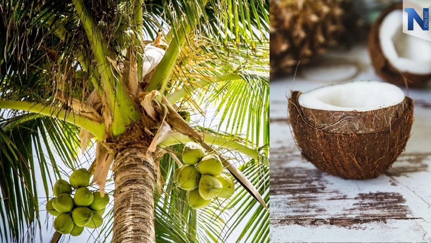 น้ำมะพร้าวอ่อน เครื่องดื่มเพื่อสุขภาพจากธรรมชาติ ดีต่อร่างกาย ดีขนาดไหนต้องอ่าน
