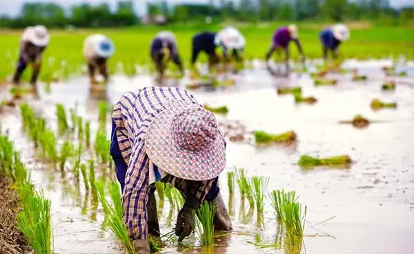 เปิดผลสำรวจประชาชนกว่า 90% ปลื้มผลงานกระทรวงเกษตรฯ ในปี 65