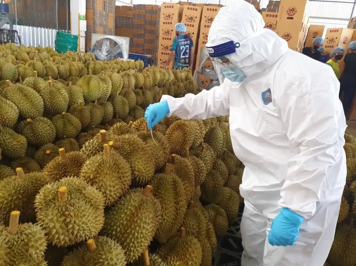 ฟรุ้ทบอร์ด ไฟเขียว“โครงการแก้ไขปัญหาทุเรียนอ่อน” งบ 71 ล้านบาท