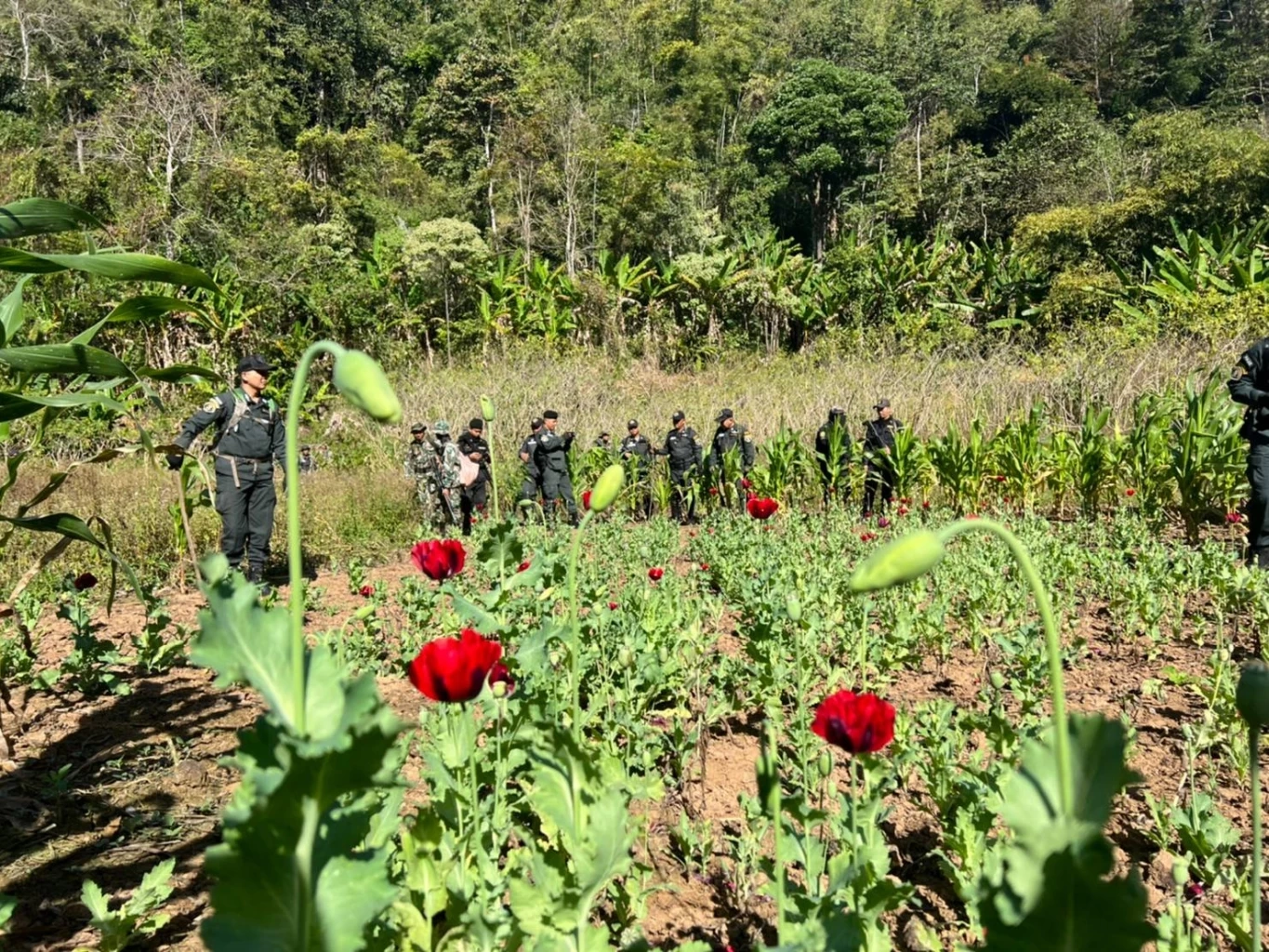 ตร.บุกตัดทำลายไร่ฝิ่น ปลูกเย้ยกฎหมายในป่าสงวนฯ กลางหุบเขาชายแดนเมียนมา