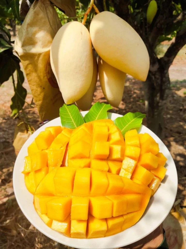 ดัน “มะม่วงน้ำดอกไม้สีทอง” ขึ้นทะเบียน GI ส่งออก ซอฟต์ พาวเวอร์ สู่ตลาดโลก