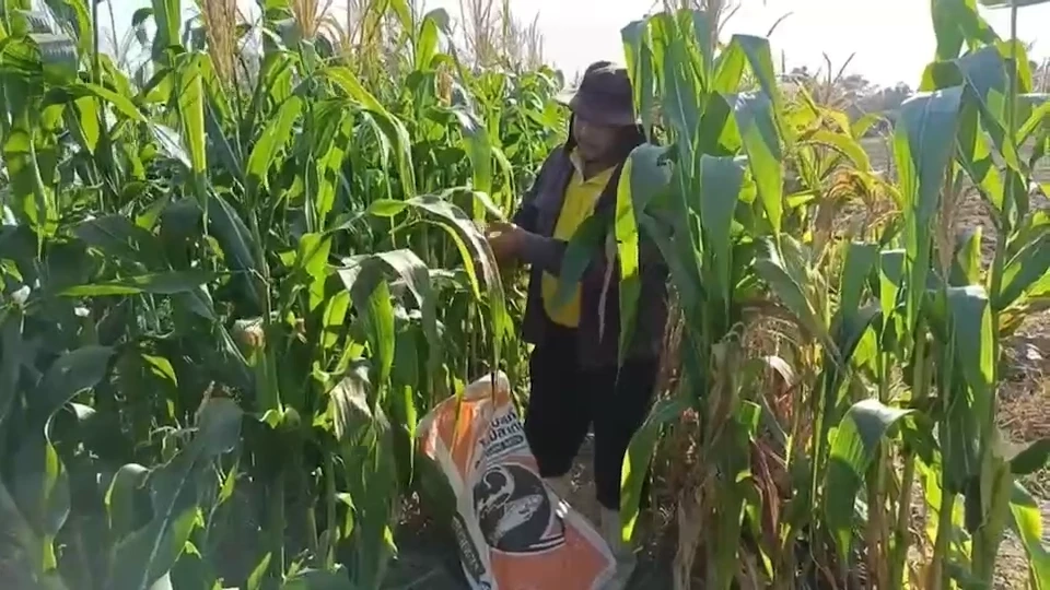 เปิดเส้นทางสร้างรายได้ ข้าวโพดเหนียวม่วงแต้มปลอดสาร ใส่ใจสุขภาพลูกค้า