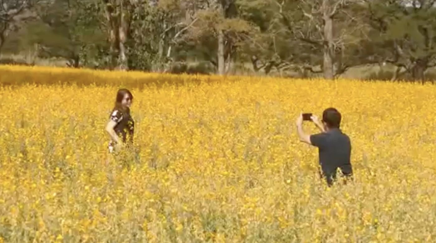 สายเที่ยวห้ามพลาด เตรียมกล้องถ่ายรูปกับทุ่งดอกปอเทือง อุโมงค์ประดู่แดง