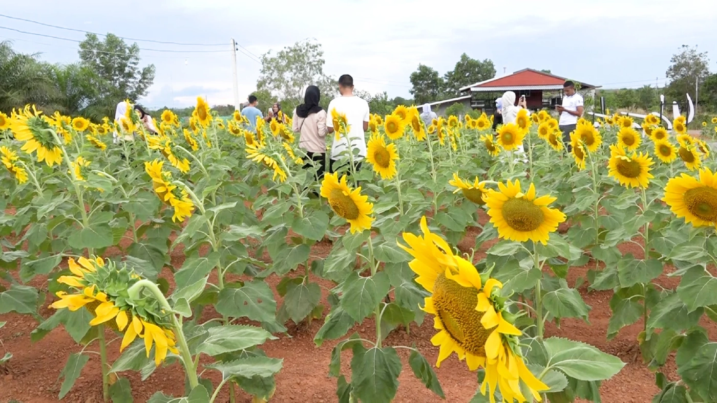 อดีตครูผันตัวเป็นเกษตรกร ทำสวนผสม ทุ่งทานตะวันจุดเช็คอินใหม่