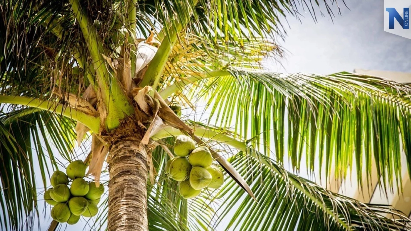 น้ำมะพร้าวอ่อน เครื่องดื่มเพื่อสุขภาพจากธรรมชาติ ดีต่อร่างกาย ดีขนาดไหนต้องอ่าน