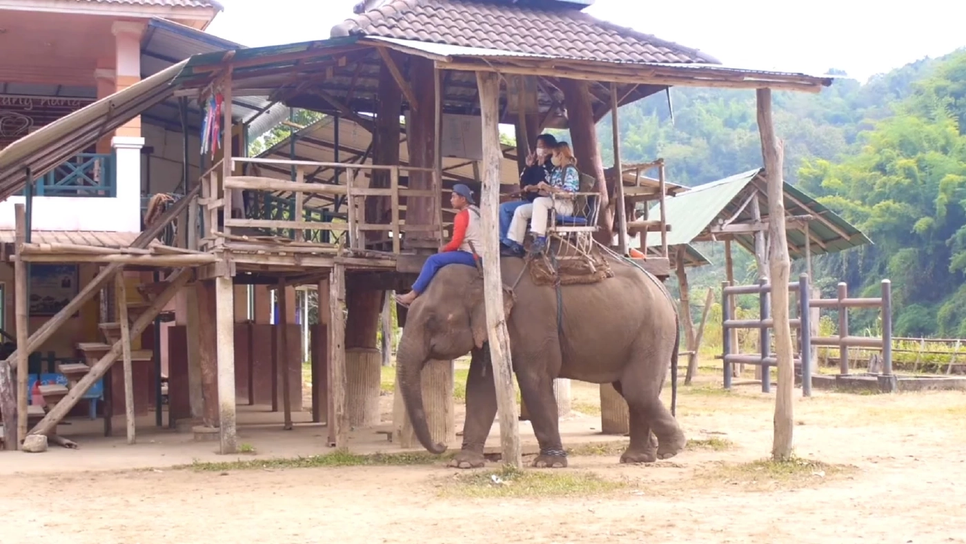 เชียงรายคึกคัก! นทท. แห่ขี่ช้างชมธรรมชาติ คาดปีนี้พุ่ง 3.8 ล้านคน