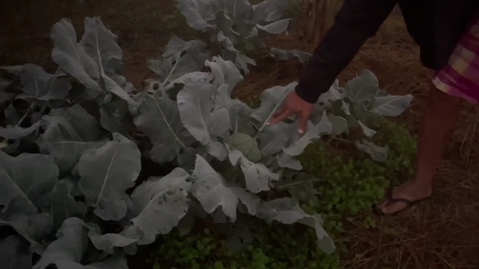 แปลงผักปลอดสารเคมี