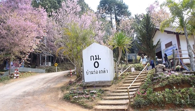 "ดอกนางพญาเสือโคร่ง" ที่บ้านใหม่ร่องกล้า