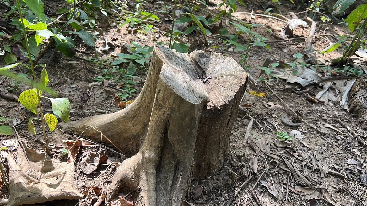 ฉาวอีก! หน.หน่วยพิทักษ์อุทยานฯ แฉขบวนการลักลอบต้นไม้ ส่งแปรรูปขาย