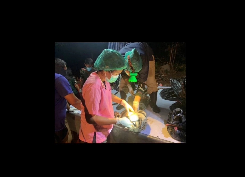 สิ้น "เสือโคร่งวิจิตร" เสือโคร่งหนุ่มจากห้วยขาแข้ง 