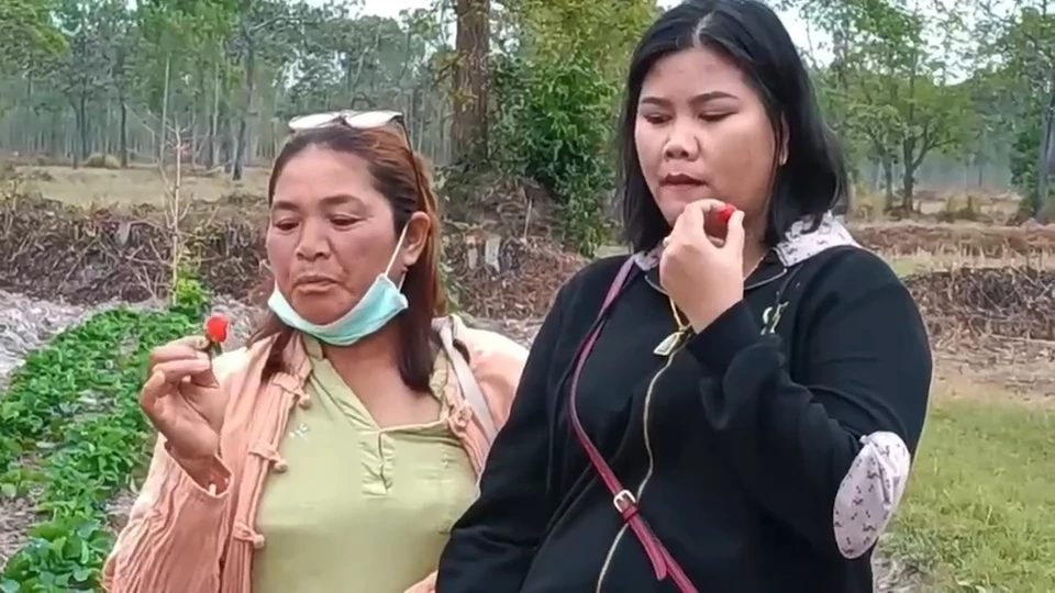 เปลี่ยนที่นาปลูกสตรอว์เบอร์รีในเขตร้อนชื้น เป็นเจ้าแรกของ อ.กบินทร์บุรี