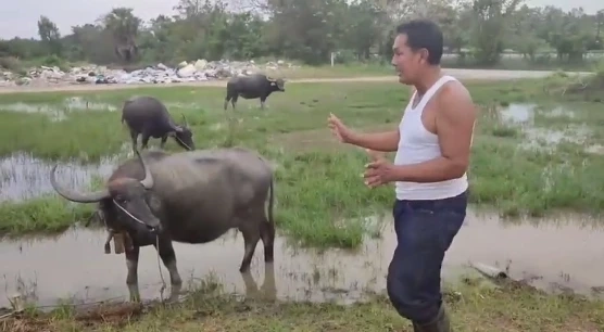 "กรรมการหอการค้าประจวบฯ" มุ่งส่งเสริม เลี้ยงควายไทยเพื่อการอนุรักษ์