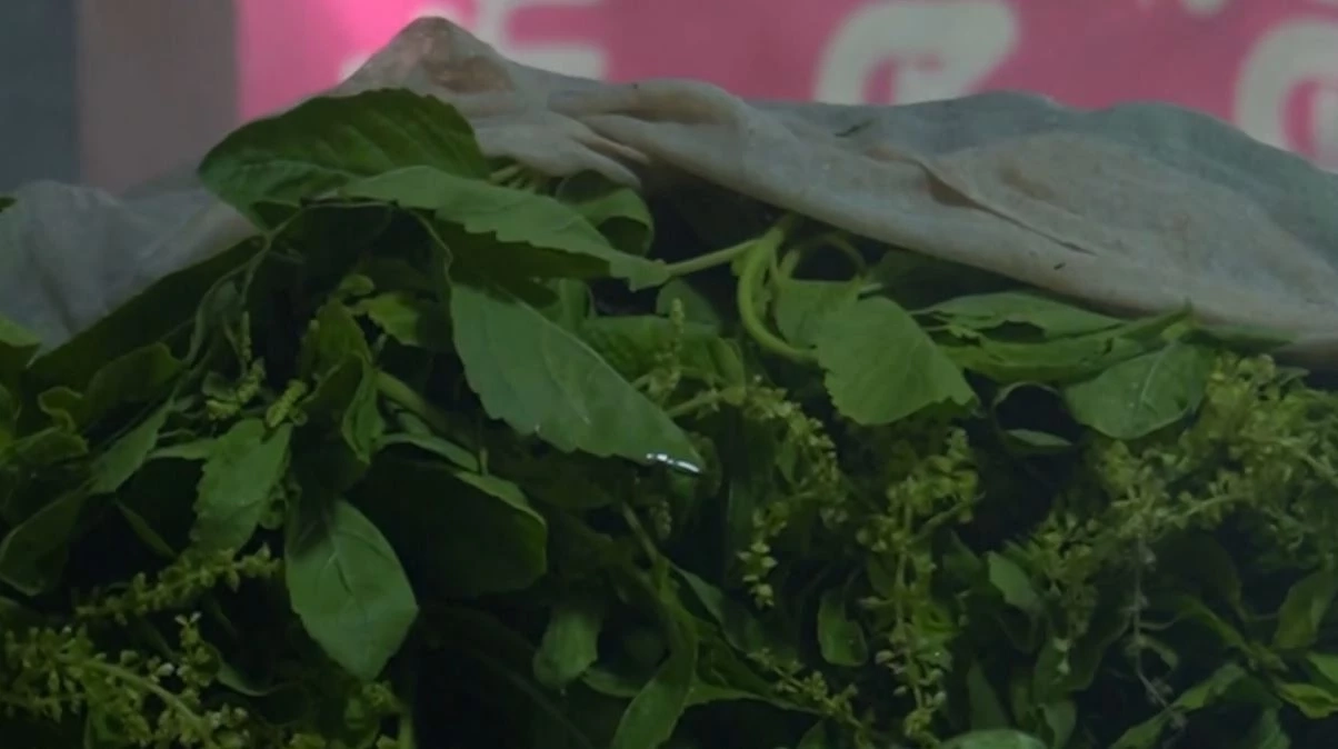 "กะเพรา" ขาดตลาด ราคาพุ่งพรวด กิโลกรัมละ 100 บาท กระทบร้านอาหารตามสั่ง