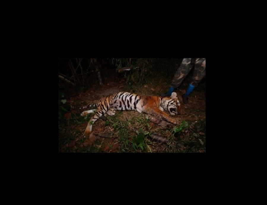 สิ้น "เสือโคร่งวิจิตร" เสือโคร่งหนุ่มจากห้วยขาแข้ง 