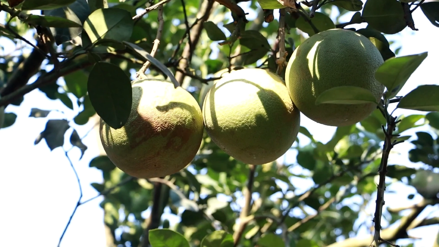 เกษตรกรแฮปปี้ ตรุษจีนนี้ ยอดขาย “ส้มโอท่าข่อย” พุ่งสูง