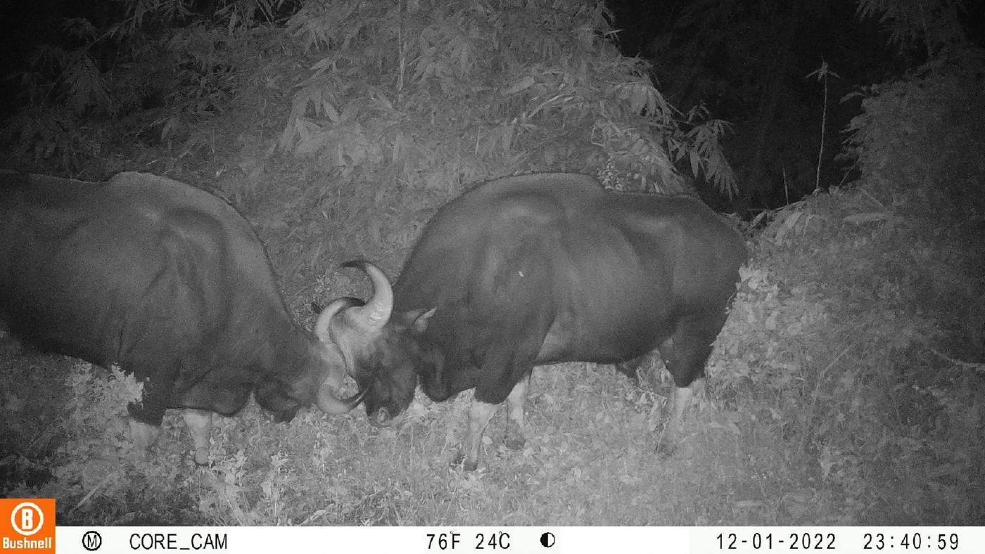 ฮือฮา! พบสัตว์ป่าเพิ่มจำนวน ในที่ดินกรมธนารักษ์ เมืองกาญจนบุรี