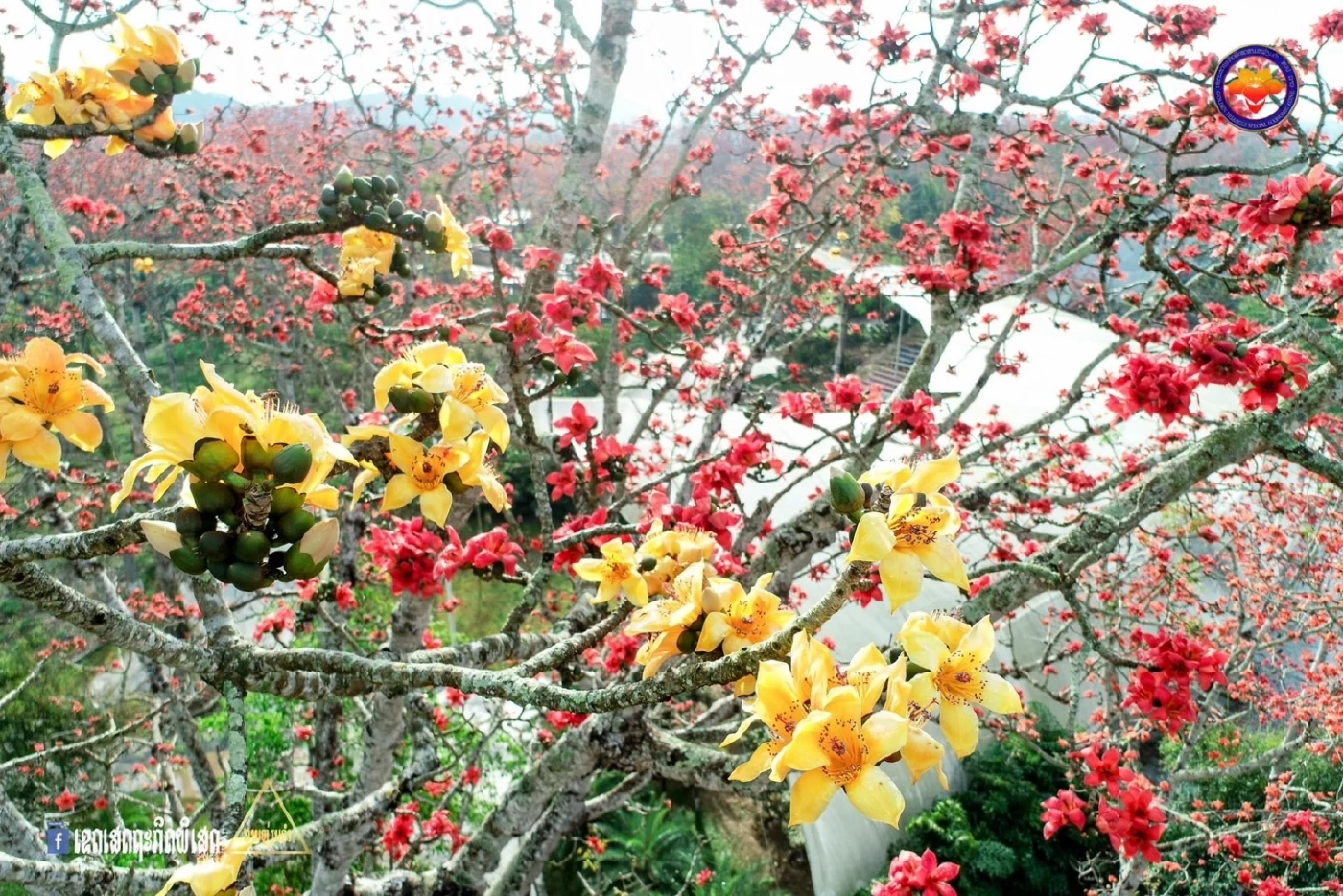 เชิญชวนม่วนจอยร่วมงาน "เทศกาลดอกงิ้วบาน" ครั้งที่ 20 ณ เขตเศรษฐกิจพิเศษสามเหลี่ยมทองคำ