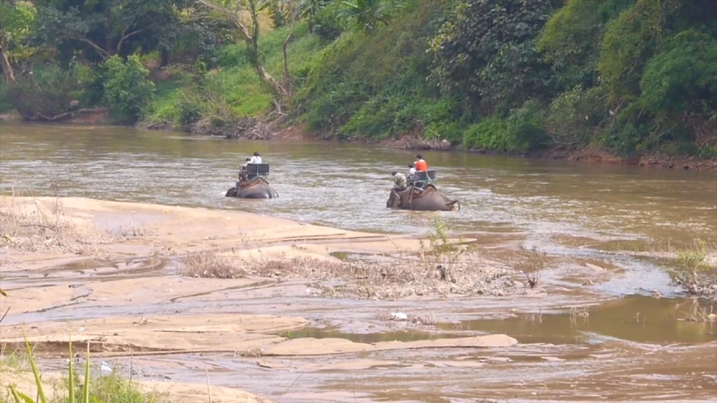 เชียงรายคึกคัก! นทท. แห่ขี่ช้างชมธรรมชาติ คาดปีนี้พุ่ง 3.8 ล้านคน