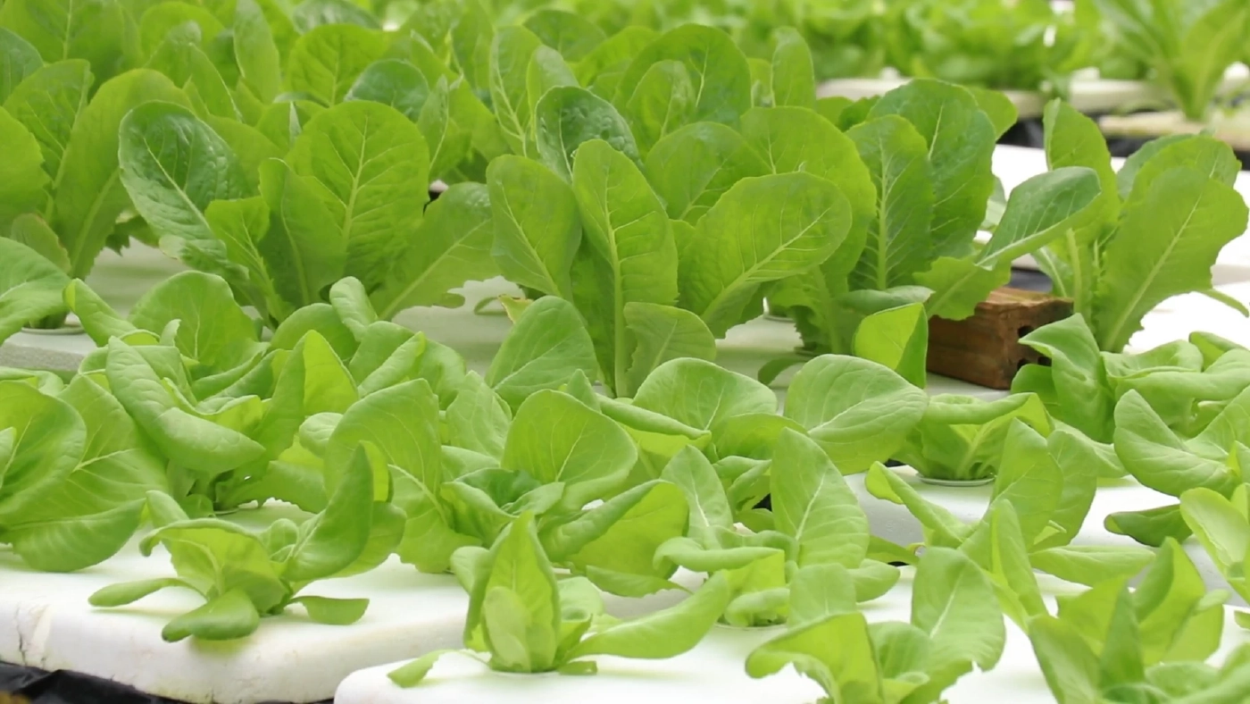 สร้างรายได้เสริมง่ายๆ ปลูกผักไฮโดรโปนิกส์ข้างบ้าน เหมาะกับคนเวลาน้อย