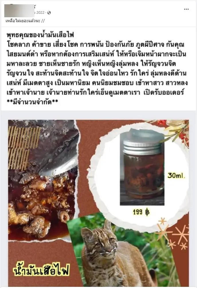 ตร.สอบสวนกลาง จับสองผัวเมีย ลักลอบค้าซากเสือไฟ ส่งขาย"สายมู"