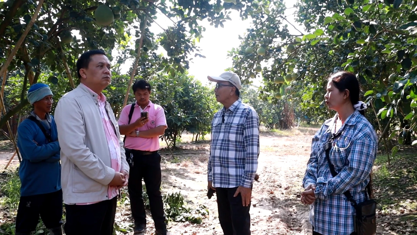 เกษตรกรแฮปปี้ ตรุษจีนนี้ ยอดขาย “ส้มโอท่าข่อย” พุ่งสูง