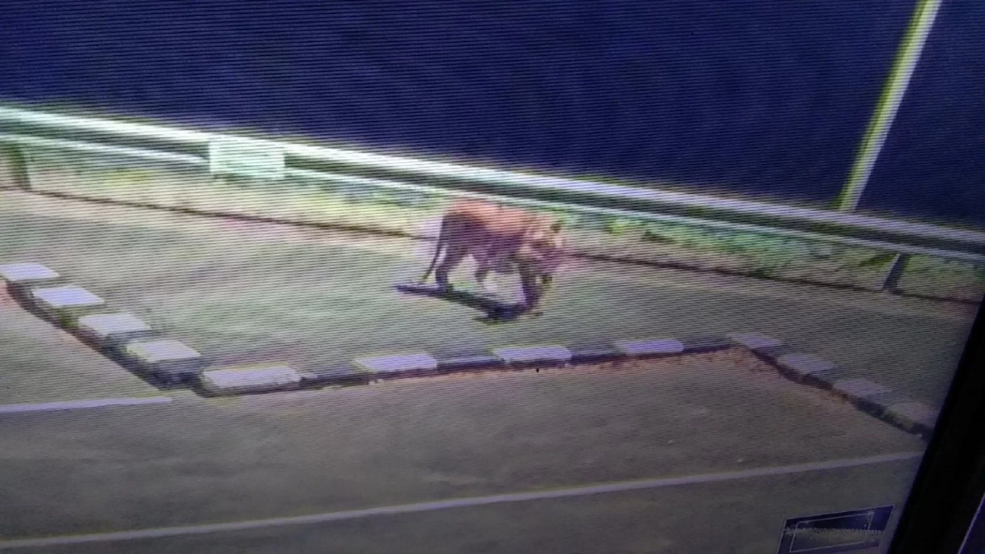 ผวา! เสือโคร่งโผล่สันเขื่อนศรีนครินทร์ สั่งปิดทางขึ้นลง-แจ้งเตือน นทท.