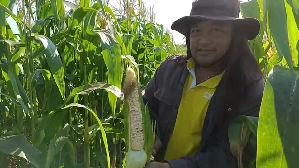 เปิดเส้นทางสร้างรายได้ ข้าวโพดเหนียวม่วงแต้มปลอดสาร ใส่ใจสุขภาพลูกค้า