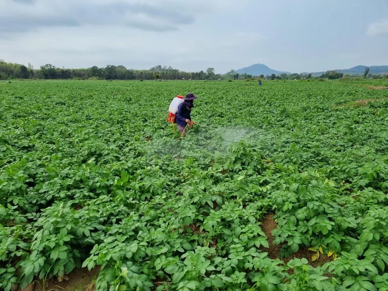 แก้ “พืชสามหัว” ล้นตลาด พาณิชย์ซื้อล่วงหน้า 2.28 หมื่นตันผ่าน“อมก๋อย โมเดล”