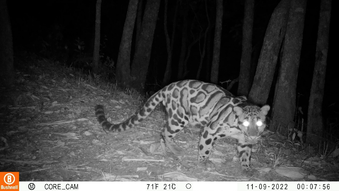 ฮือฮา! พบสัตว์ป่าเพิ่มจำนวน ในที่ดินกรมธนารักษ์ เมืองกาญจนบุรี