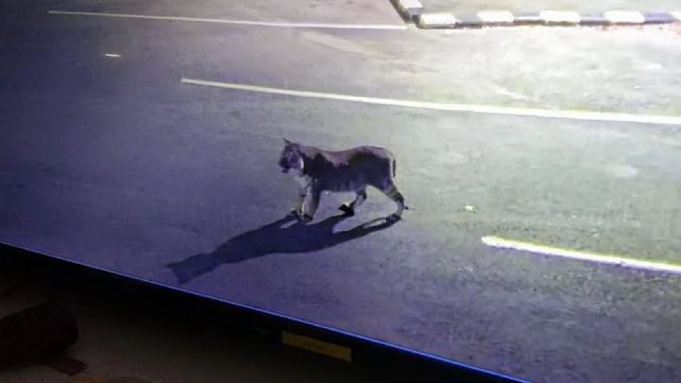 ผวา! เสือโคร่งโผล่สันเขื่อนศรีนครินทร์ สั่งปิดทางขึ้นลง-แจ้งเตือน นทท.