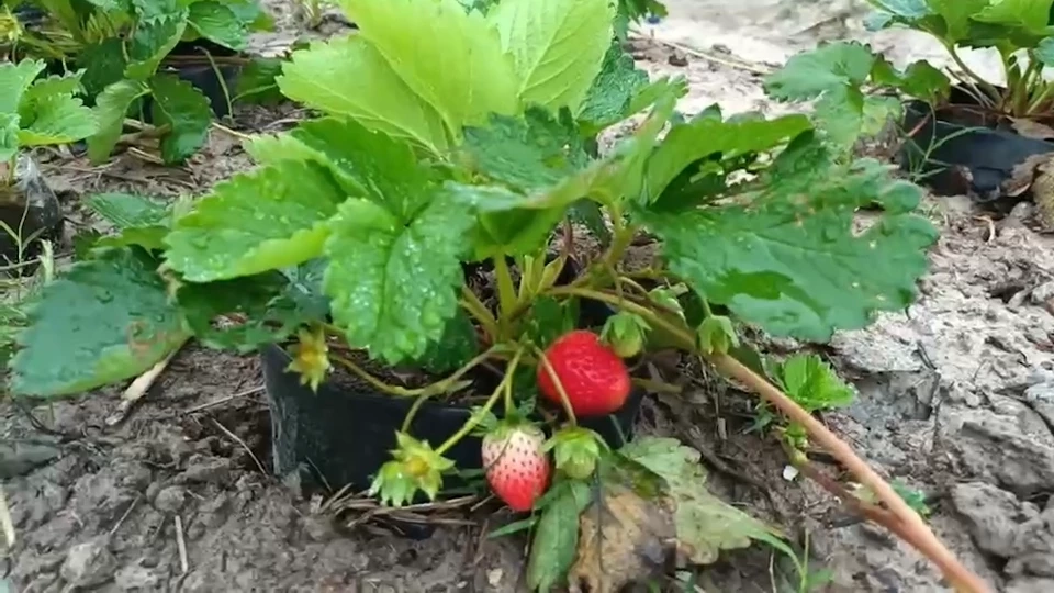 เปลี่ยนที่นาปลูกสตรอว์เบอร์รีในเขตร้อนชื้น เป็นเจ้าแรกของ อ.กบินทร์บุรี