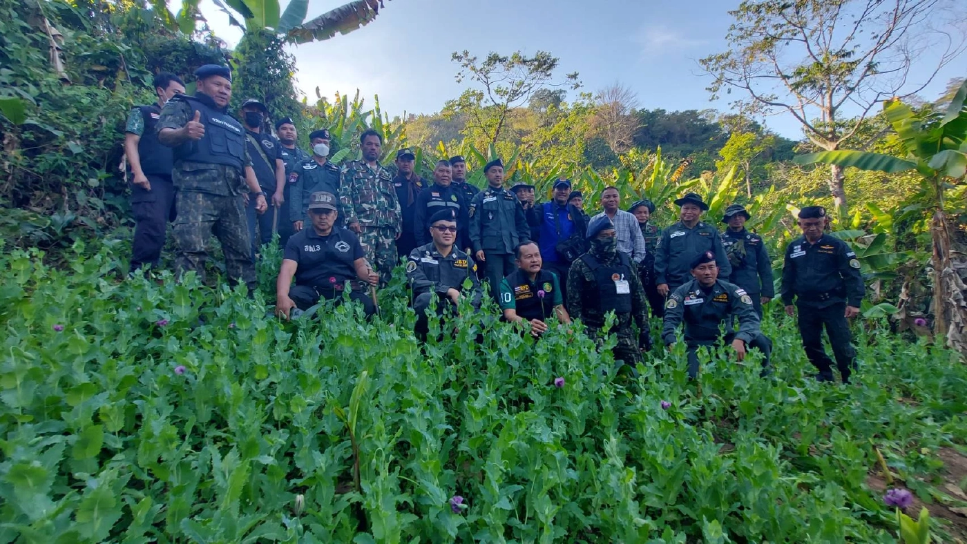 ตชด.บุกทำลายไร่ฝิ่นที่เพชรบูรณ์ ชาวบ้านแอบปลูกในหุบเขาภูทับเบิก