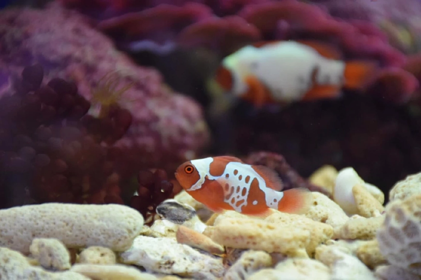 กรมประมงเปิดตัว “ปลาการ์ตูนโกลด์ครอสทันเดอร์” เจาะตลาดปลาสวยงาม