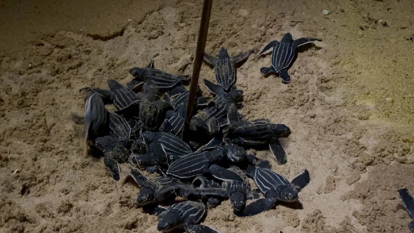 เปิดคลิป "ลูกเต่ามะเฟือง"รังที่ 4 คลานขึ้นจากหลุมฟัก หาดบางขวัญ จ.พังงา