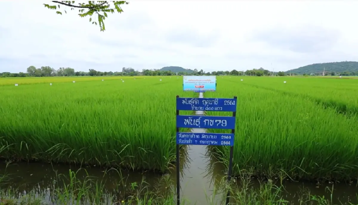 อธิบดีกรมการข้าว สั่งปราบทั่วประเทศ หลังพบทุจริตซื้อขายเมล็ดพันธุ์ข้าว