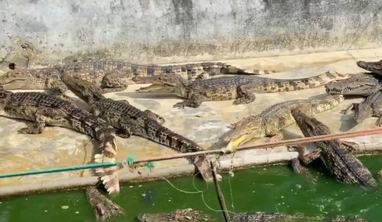 ชาวบ้านผวา จระเข้นับร้อยตัว ถูกทิ้งในบ่อเลี้ยง